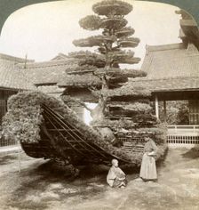 A single pine trained into the shape of a boat, Kinkaku-ji Monastery, Kyoto, Japan, 1904. Artist: Underwood & Underwood