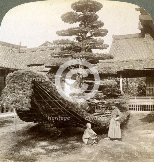 A single pine trained into the shape of a boat, Kinkaku-ji Monastery, Kyoto, Japan, 1904. Artist: Underwood & Underwood