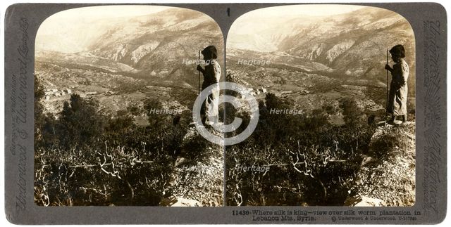 A silkworm plantation in the Lebanon mountains, Syria, 1900s.Artist: Underwood & Underwood