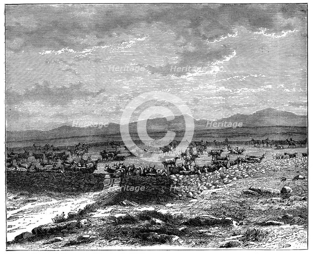 A South African cattle kraal, c1890. Artist: Unknown