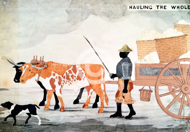 A slave with an ox-cart containing the week's cotton pickings, New Orleans, USA. Artist: Anon