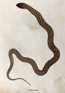 A snake, tan in colour, with brown spotted markings connected by thin diagonal bars, 1795. Creator: Patrick Russell