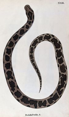 A snake, light brown in colour, with dark brown patches edged in black, 1795. Creator: Patrick Russell