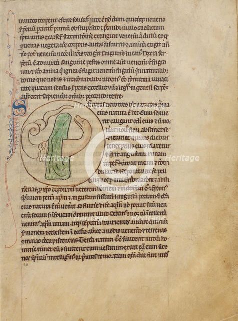 A Snake; Northumberland Bestiary, about 1250-1260. Creator: Unknown.