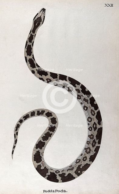 A snake, pale buff in colour, with dark brown patches edged in white and a white underbelly, 1795. Creator: Patrick Russell.