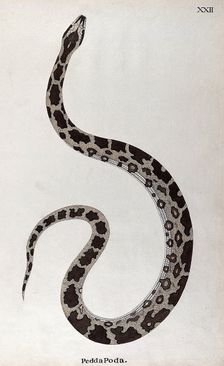 A snake, pale buff in colour, with dark brown patches edged in white and a white underbelly, 1795. Creator: Patrick Russell