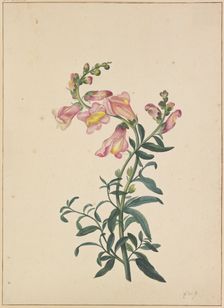 A snapdragon, c1674-1698. Creator: Pieter Withoos
