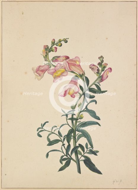 A snapdragon, c1674-1698. Creator: Pieter Withoos.