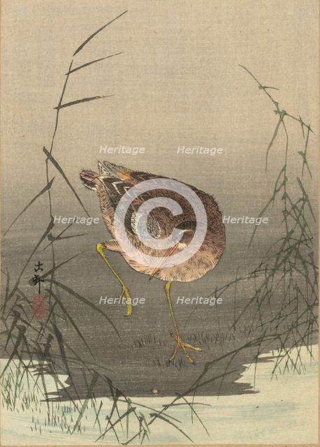 A snipe in a marsh, Between 1900 and 1915. Creator: Ohara, Koson (1877-1945).