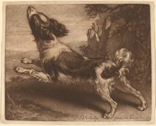 A Spaniel Jumping, 1680. Creator: Jan Verkolje
