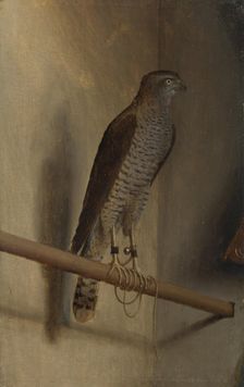 A Sparrowhawk, 1510s. Artist: De Barbari, Jacopo (c. 1445-c. 1516)