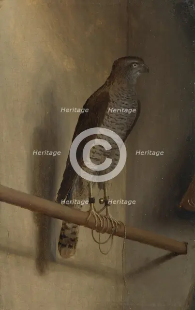 A Sparrowhawk, 1510s. Artist: De' Barbari, Jacopo (c. 1445-c. 1516)