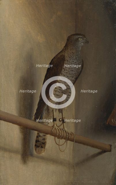 A Sparrowhawk, 1510s. Artist: De' Barbari, Jacopo (c. 1445-c. 1516)