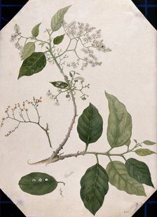 A species of Ehretia: large flowering stem with separate leaf, fruit and flowers, (17--). Creator: Unknown