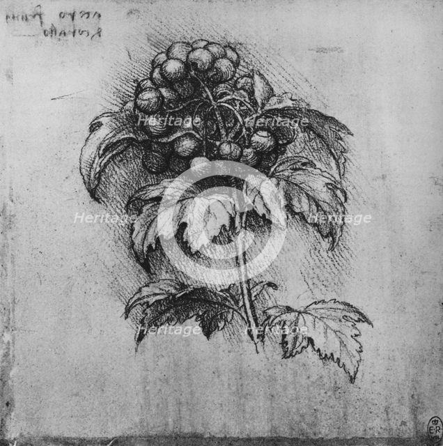'A Spray of a Plant', c1480 (1945). Artist: Leonardo da Vinci.