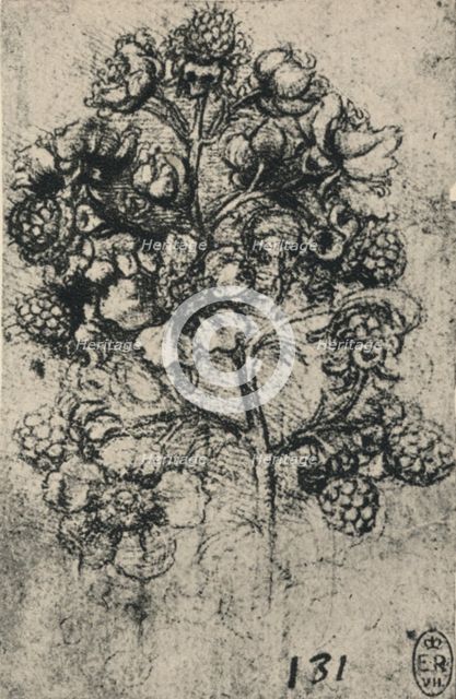 'A Spray of Brambles', c1480 (1945). Artist: Leonardo da Vinci.