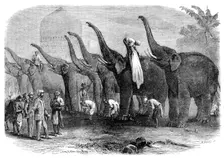 A squad of elephants saluting the Commandant at Dinapore, India, 1864. Creator: Mason Jackson