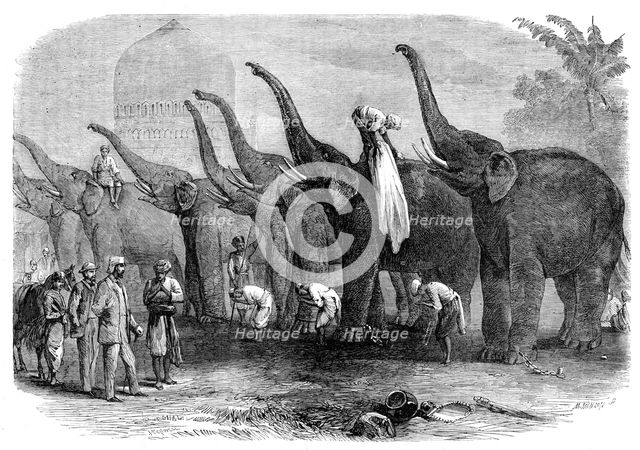 A squad of elephants saluting the Commandant at Dinapore, India, 1864. Creator: Mason Jackson.