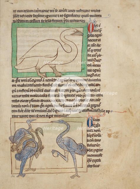 A Swan; Cranes; Northumberland Bestiary, about 1250-1260. Creator: Unknown.