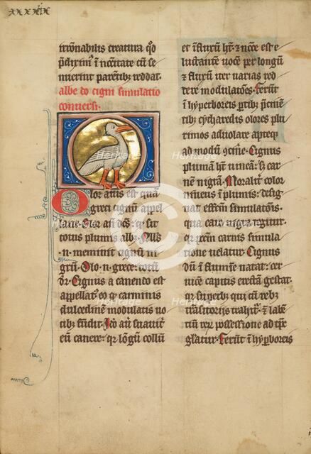 A Swan; De Natura Avium; De Pastoribus et Ovibus, 1277 or after. Creator: Unknown.