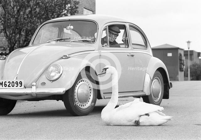 A swan sitting in the road next to a Volkswagen Beetle, Borstahusen, Landskrona, Sweden, 1965. Artist: Unknown