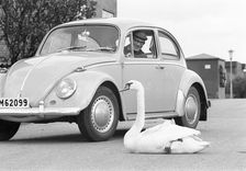 A swan sitting in the road next to a Volkswagen Beetle, Borstahusen, Landskrona, Sweden, 1965