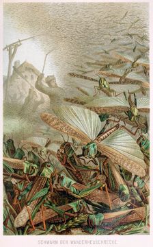 A Swarm of Locusts, from Brehms Tierleben, pub. 1860's (colour lithograph) , 1860. Creator: German School (19th Century)