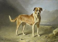 A St Bernard Dog, c.1850-c.1879. Creator: Bernard te Gempt