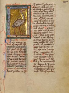 A Stork; Bestiary, about 1270. Creator: Unknown