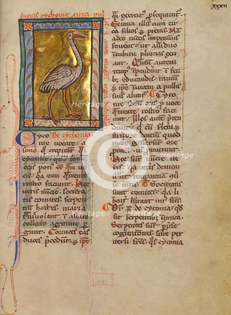 A Stork; Bestiary, about 1270. Creator: Unknown.