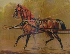 A State Carriage Horse c1879. Creator: Unknown