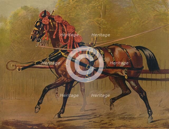 'A State Carriage Horse', c1879. Creator: Unknown.