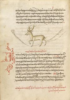 A Stag, 1510-1520. Creator: Unknown