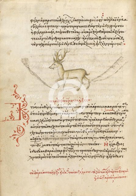 A Stag, 1510-1520. Creator: Unknown.