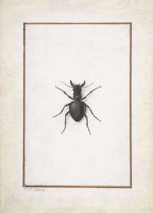 A Stag Beetle, . Creator: Pierre-Joseph Redoute