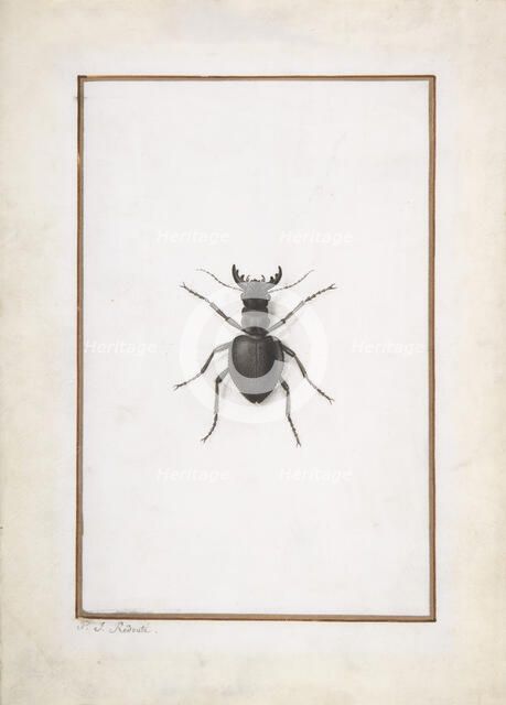 A Stag Beetle, . Creator: Pierre-Joseph Redoute.