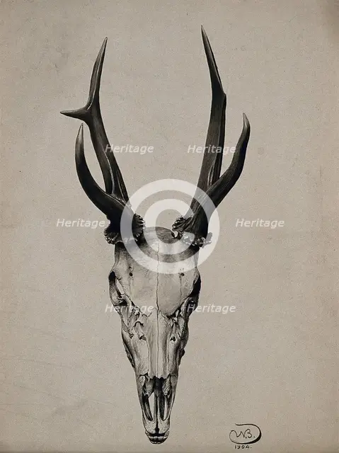 A stag's skull seen from above, 1904. Creator: Unknown.