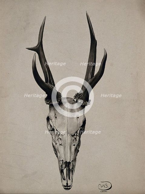 A stag's skull seen from above, 1904. Creator: Unknown.