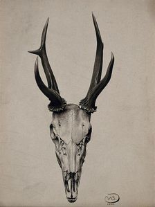 A stag's skull seen from above, 1904. Creator: Unknown