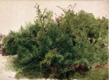A stand of bushes, c1900s. Creator: Unknown