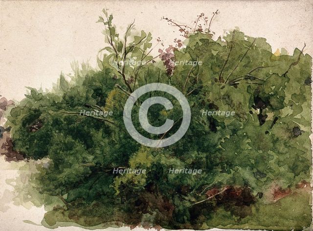 A stand of bushes, c1900s. Creator: Unknown.