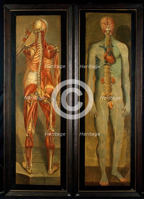 A standing dissected man showing the viscera and blood vessels, with a separate figure of the... Creator: Jacques Fabian Gautier Dagoty.