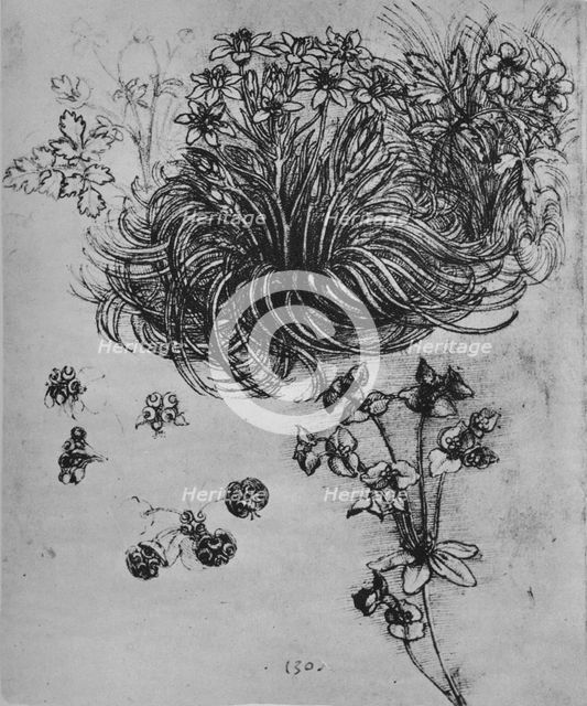 'A Star of Bethlehem and Other Plants', c1480 (1945). Artist: Leonardo da Vinci.