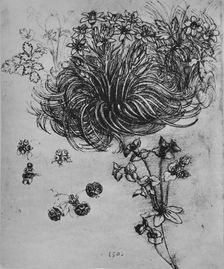 A Star of Bethlehem and Other Plants c1480 (1945). Artist: Leonardo da Vinci