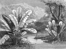 A stream in the Savanna region; A zigzag journey through Mexico 1875. Creator: Thomas Mayne Reid