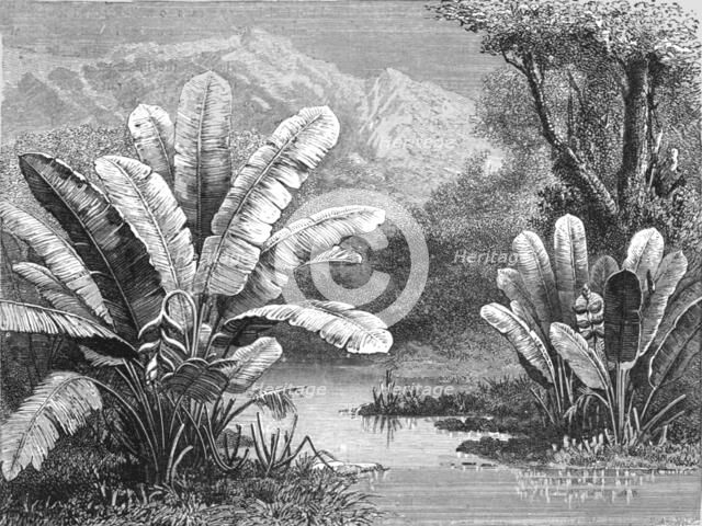 'A stream in the Savanna region; A zigzag journey through Mexico', 1875. Creator: Thomas Mayne Reid.