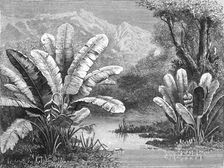 A stream in the Savanna region; A zigzag journey through Mexico 1875. Creator: Thomas Mayne Reid