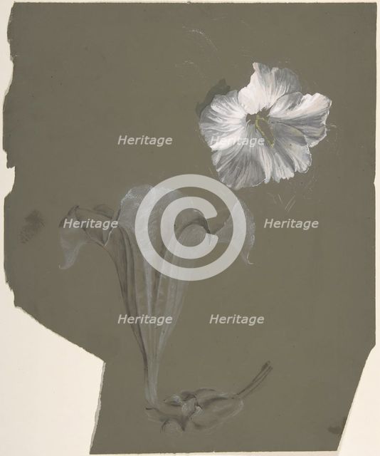 A Study of Two White Lilies, n.d.. Creator: Antoine Berjon.