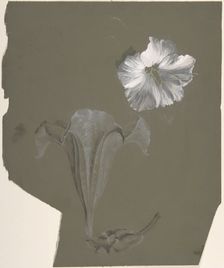 A Study of Two White Lilies, n.d.. Creator: Antoine Berjon