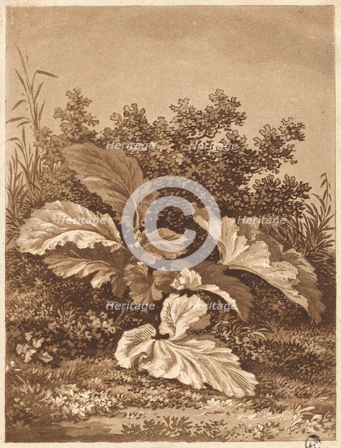 A Study of Leaves, c. 1800. Creator: Anton Balzer.